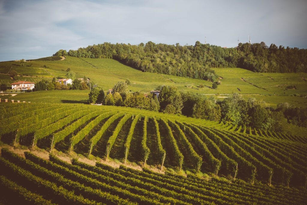 langhe-riesling